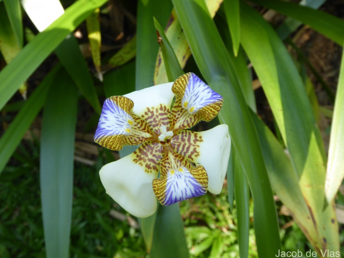 Trimezia gracilis (Herb.) Christenh. & Byng